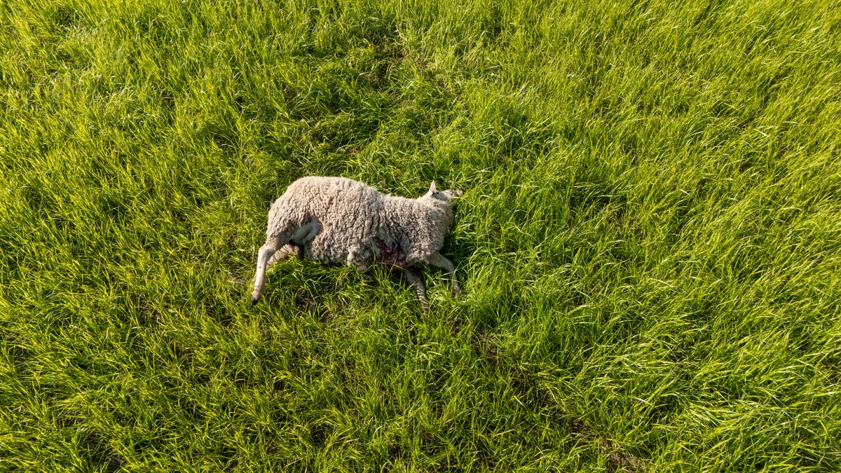 Vijf dode schapen in weiland Ospeldijk: sloeg hier een wolf toe?