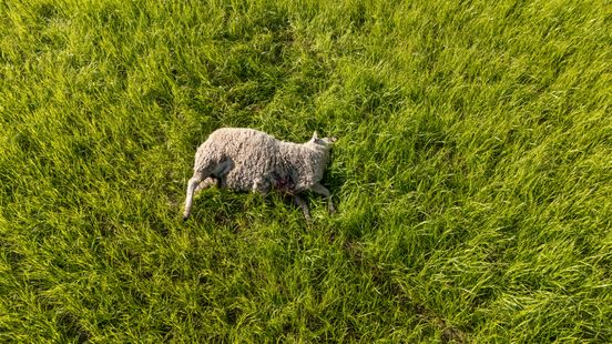 Vijf dode schapen in weiland: sloeg een wolf toe in Midden-Limburg? Home