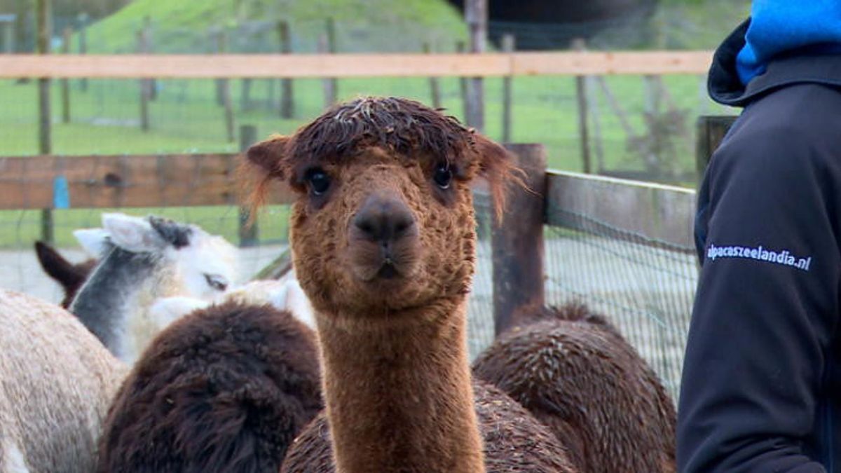 Kerstbomen zijn feestmaal voor de alpaca's: 'Ze eten ze helemaal kaal'