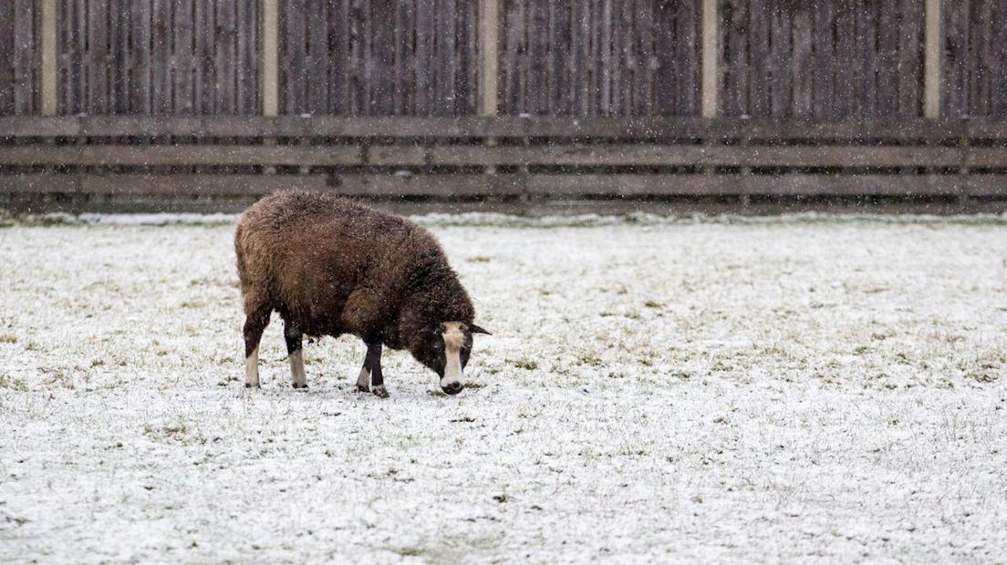 sneeuw in Haaksbergen
