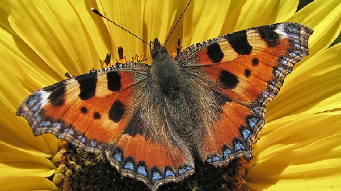 Kleine vos meest gespotte vlinder