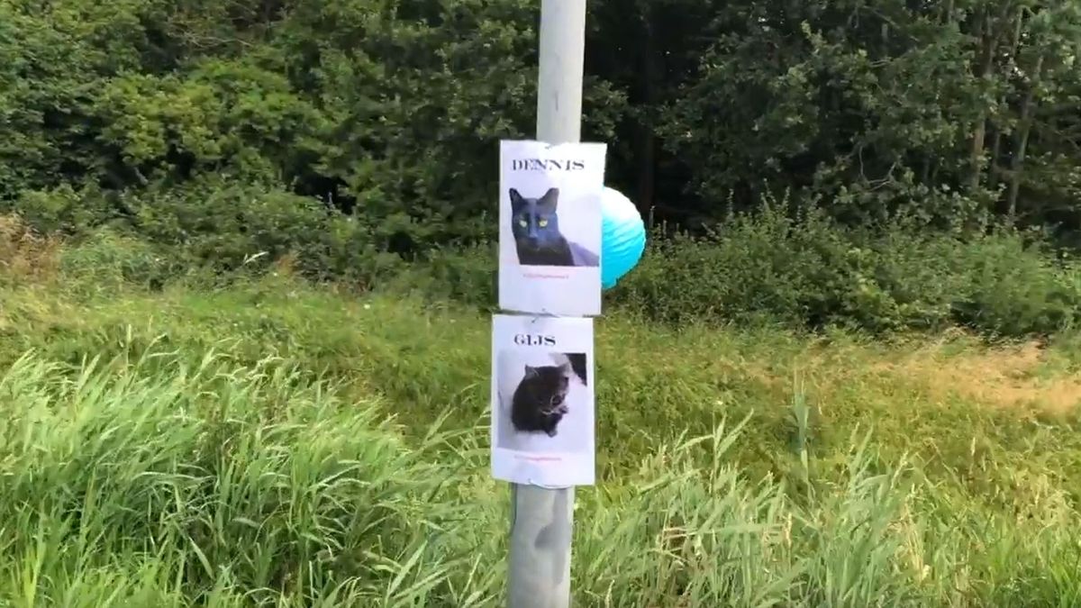 Maatregelen na kattenkerkhof in Finsterwolde: 'Mijn katten komen niet meer buiten'