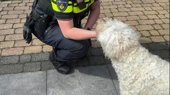 Vluchtende verdachte kiest verkeerde tuin Home