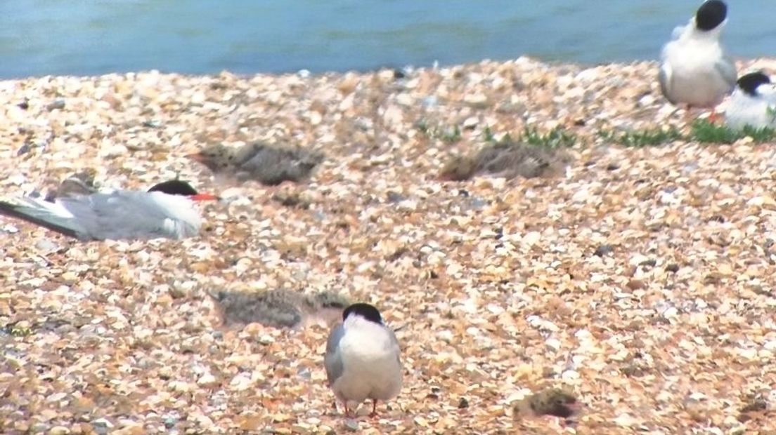 Visdiefkuikens op broedeiland