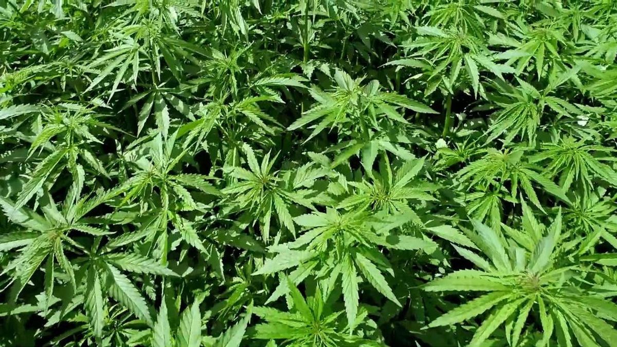 Dit is waarom er hennep groeit op Achterhoekse akkers