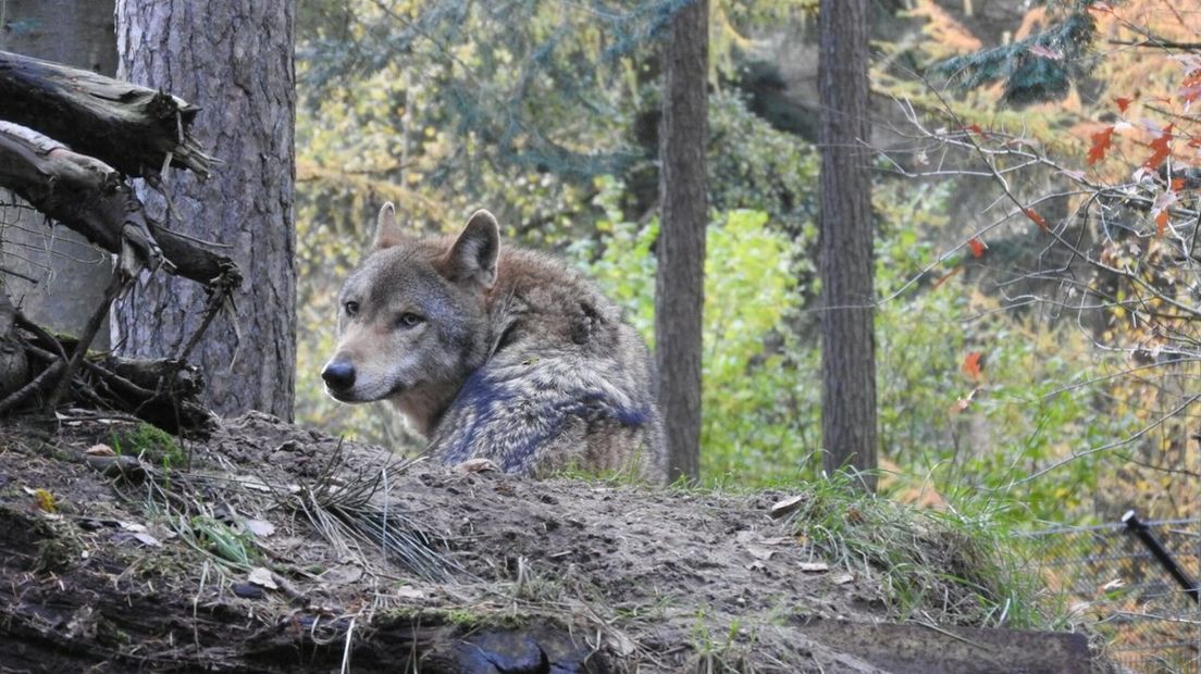 Een wolf in zijn leefgebied