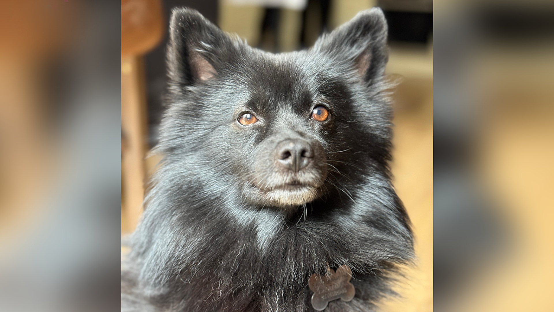 Het overleden hondje Jip