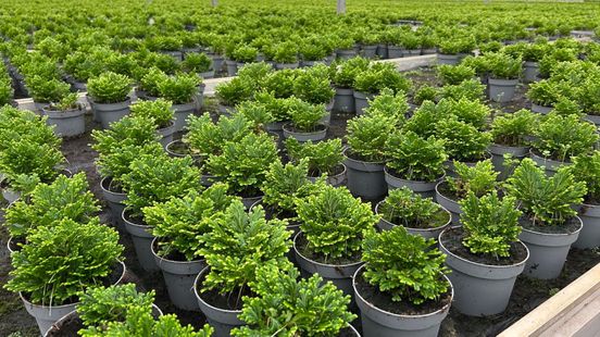 Failliete plantenkwekerij Van Ewijk zoekt bestemming voor 330.000 planten