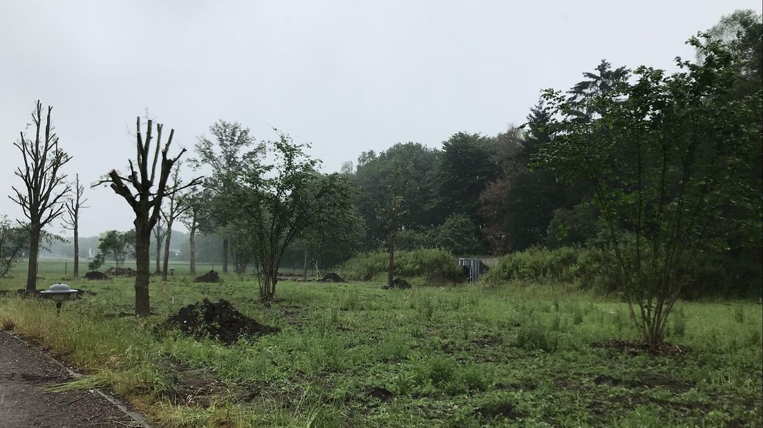 Dertig bomen langs N737 bij Frans op den Bult in Deurningen gered