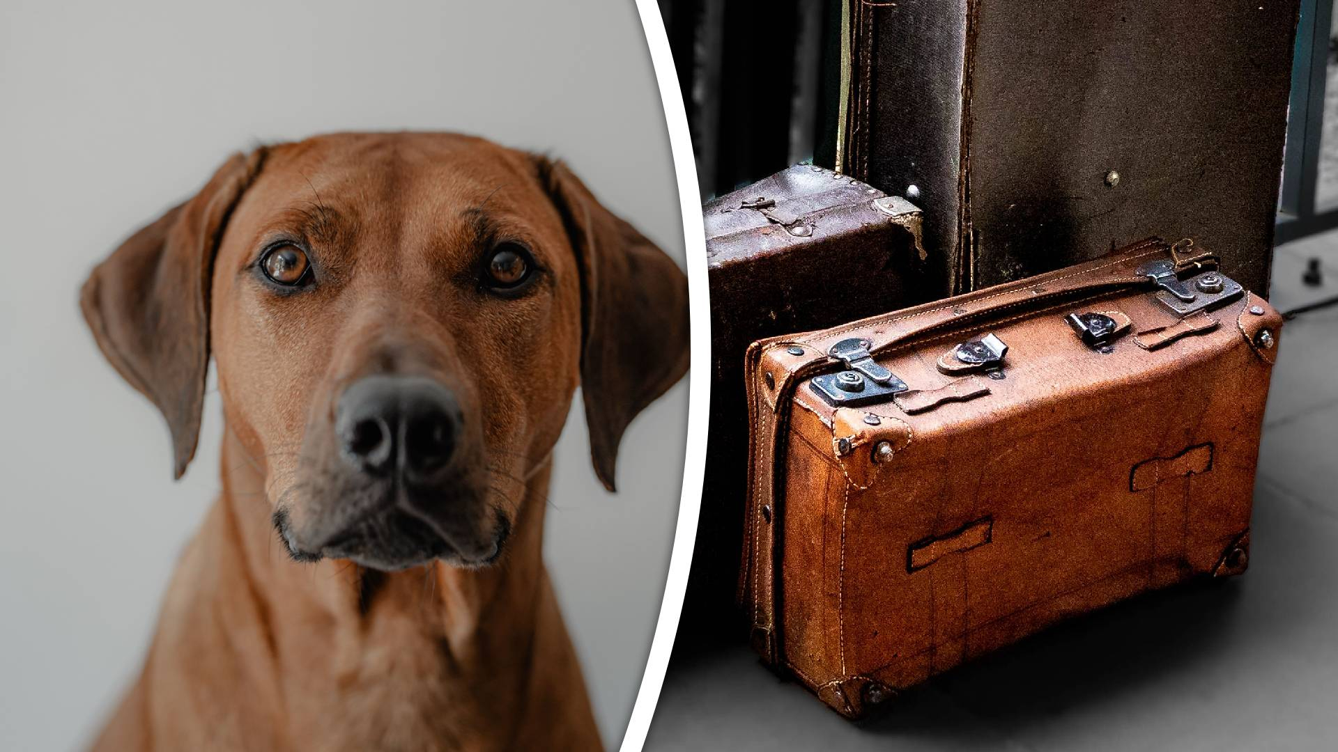 De dode hond werd in een koffer gedumpt.