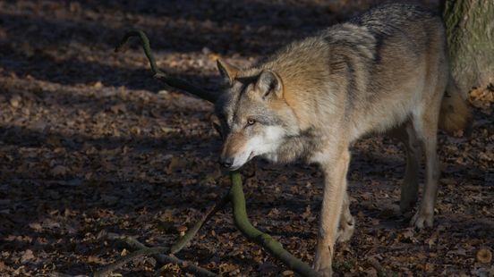 Wolf gespot in het Vechtdal, mogelijk sprake van vestiging Home
