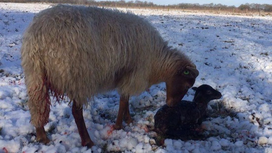Even wennen aan het winterse weer voor dit pasgeboren lammetje (Rechten: Marianne Duinkerken)