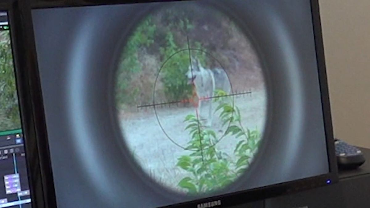 Wolf in de bossen bij Meterik? Gérard Koenen maakt er een speelfilm over