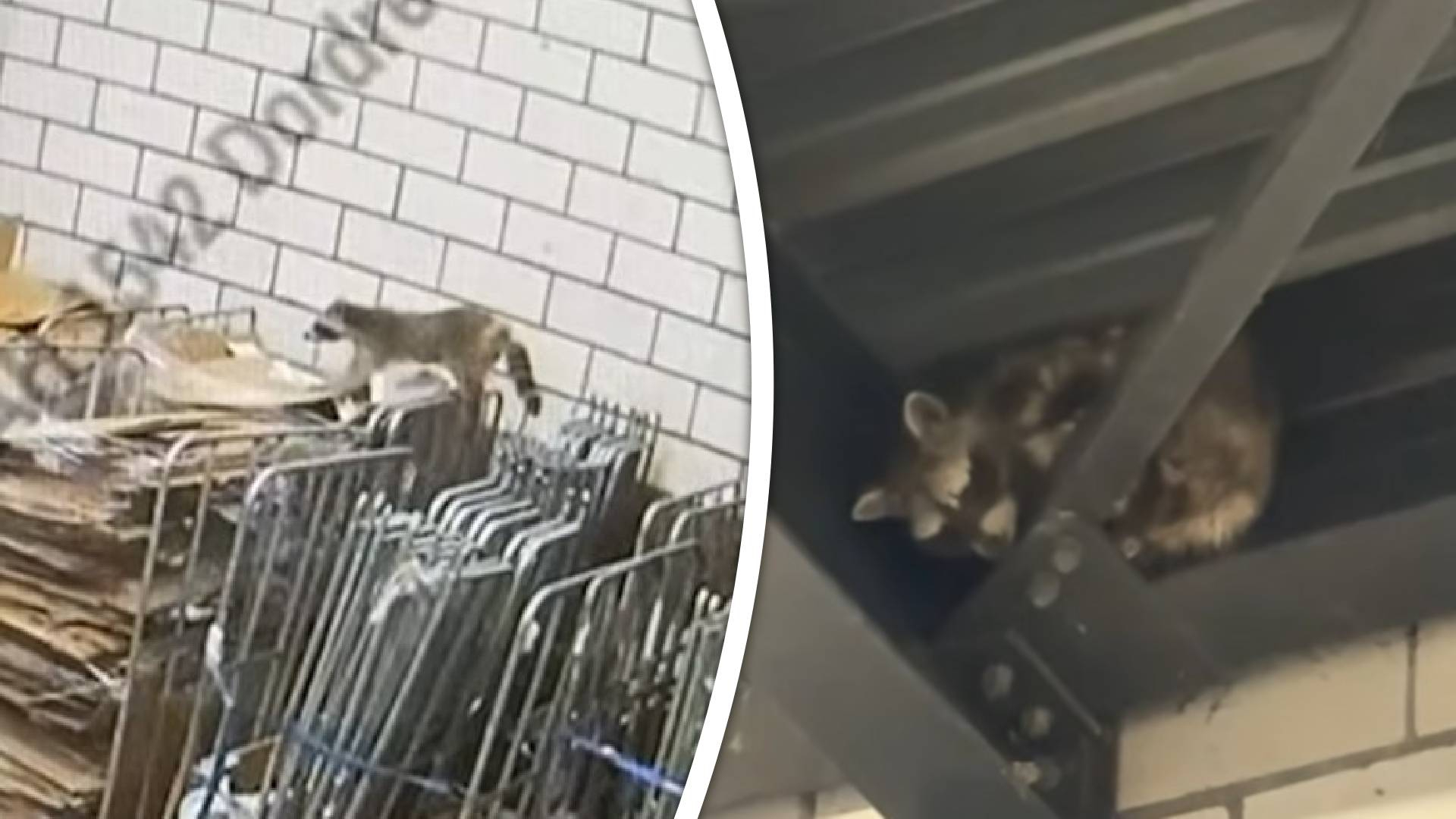 De wasbeer verstopte zich eerst, maar snuffelde daarna door het afval