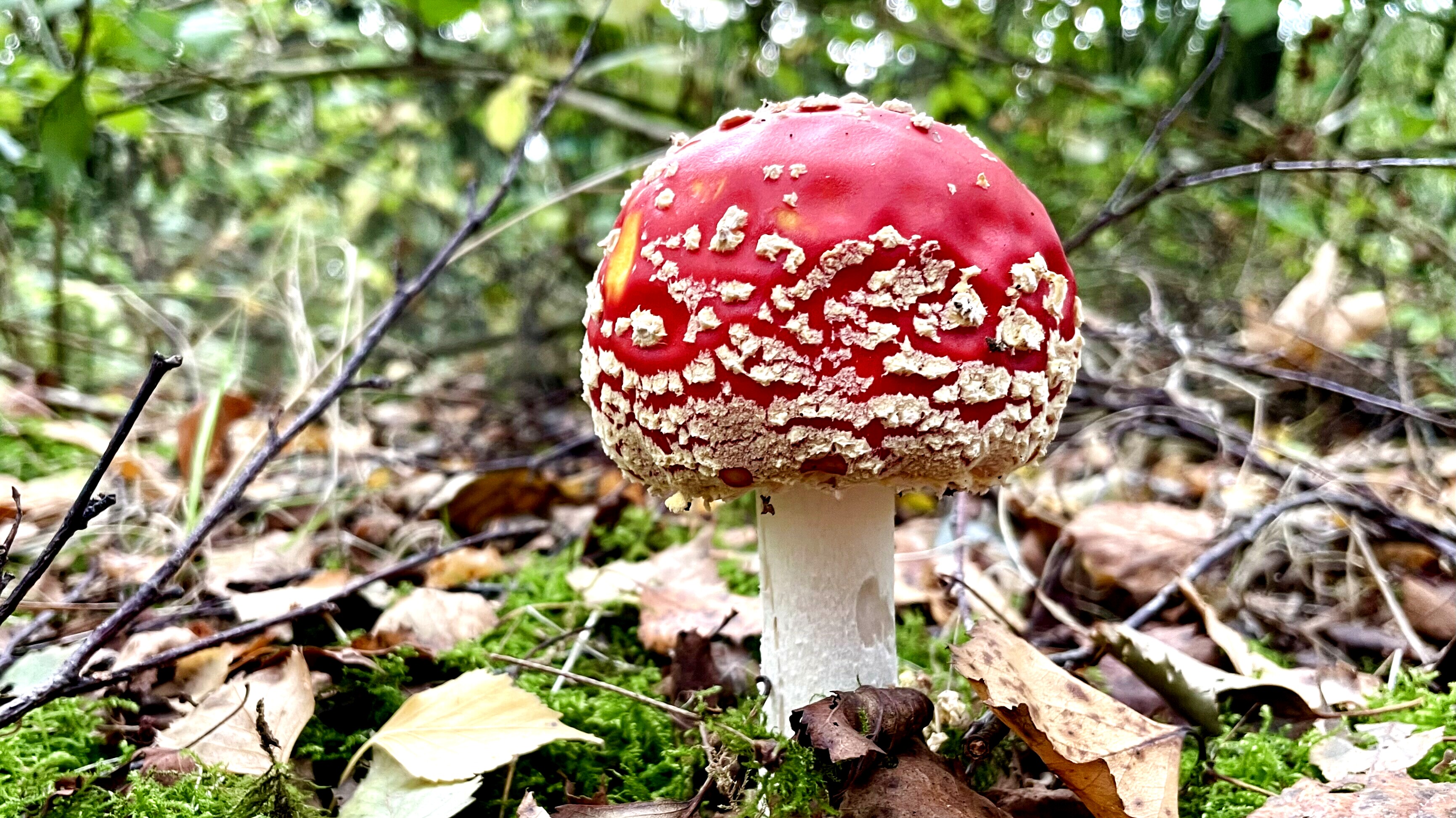 Hier kun je nu van genieten tijdens een mooie herfstwandeling: "Je waant je in een sprookje"