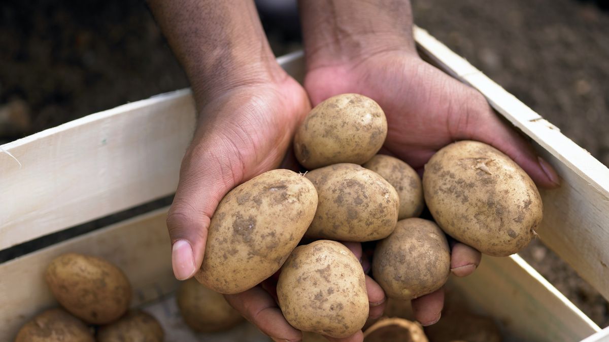 Vorig jaar te veel, nu minder: droogte raakt aardappeloogst in Overijssel