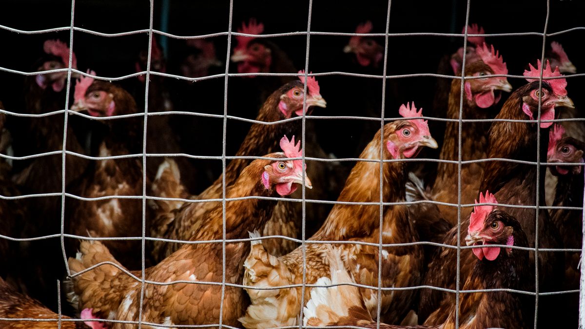 Duizenden kippen in containers na vogelgriep: hoe werkt een ruiming?