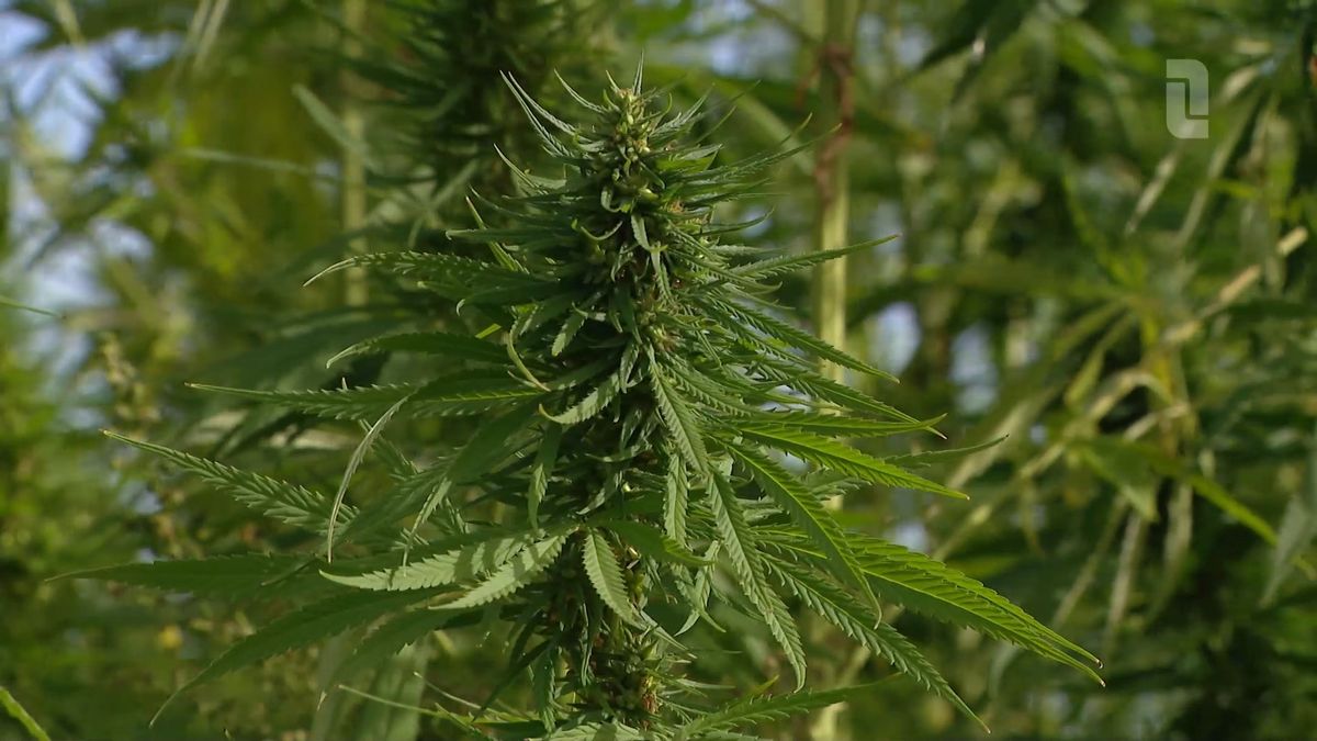 Telers in Lottum zien toekomst in hennep voor bouwmaterialen