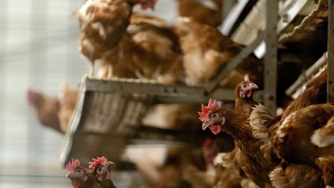 WUR: vogelgriep Gelderse Vallei lijkt verspreid tussen bedrijven