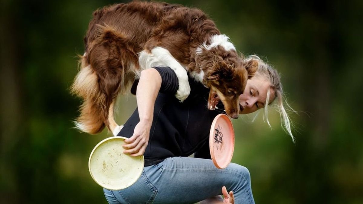 Vliegende honden en zwevende schijven: 'Dogfrisbee bestaat al heel lang'