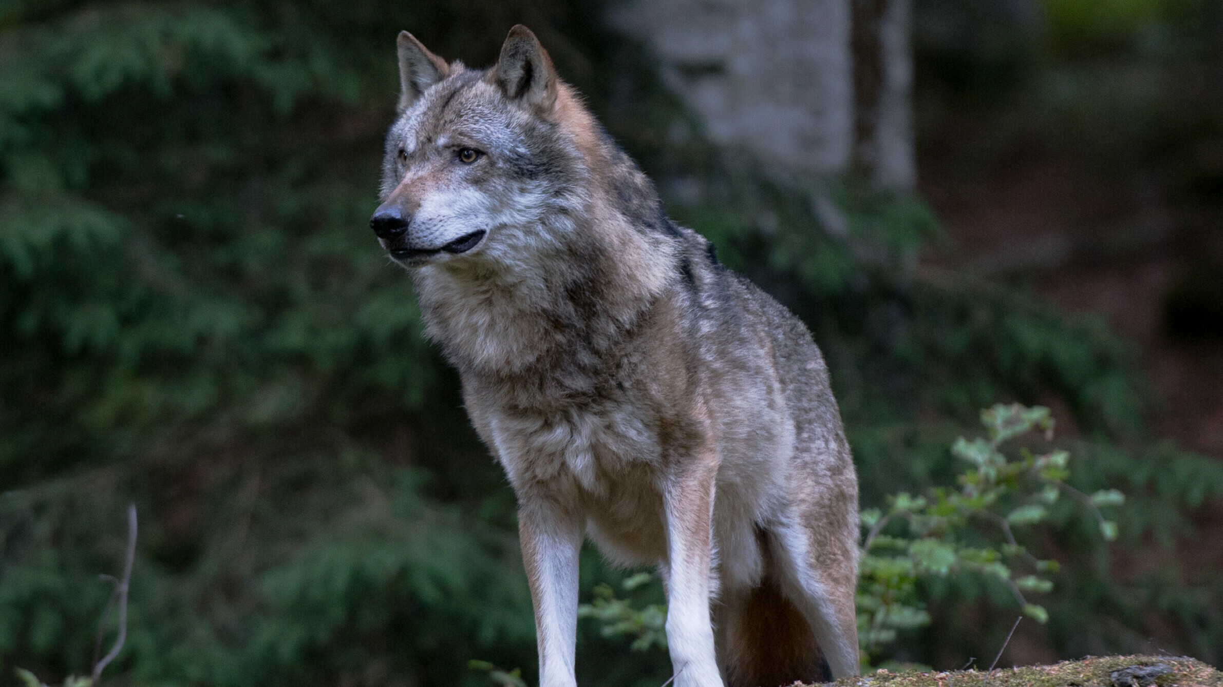 Sizze dat de wolf net gefaarlik is foar minsken helpt net as se der benaud foar binne