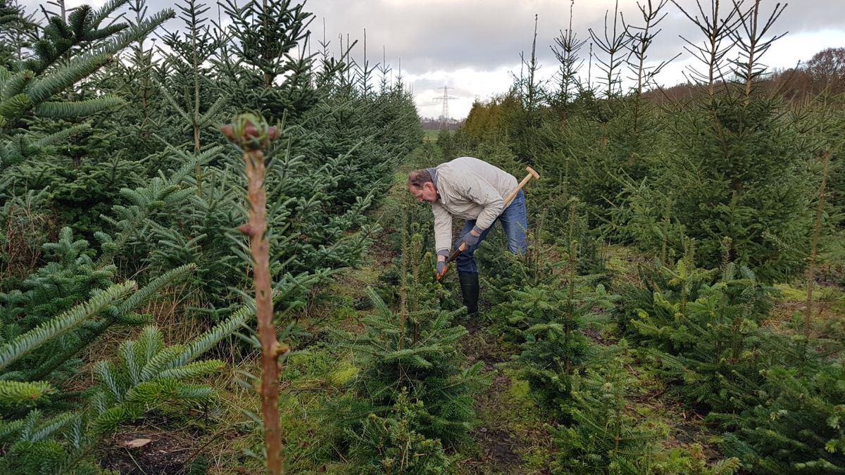 Ondernemen in Drenthe: Canadese sfeer tussen de kerstbomen in Emmen