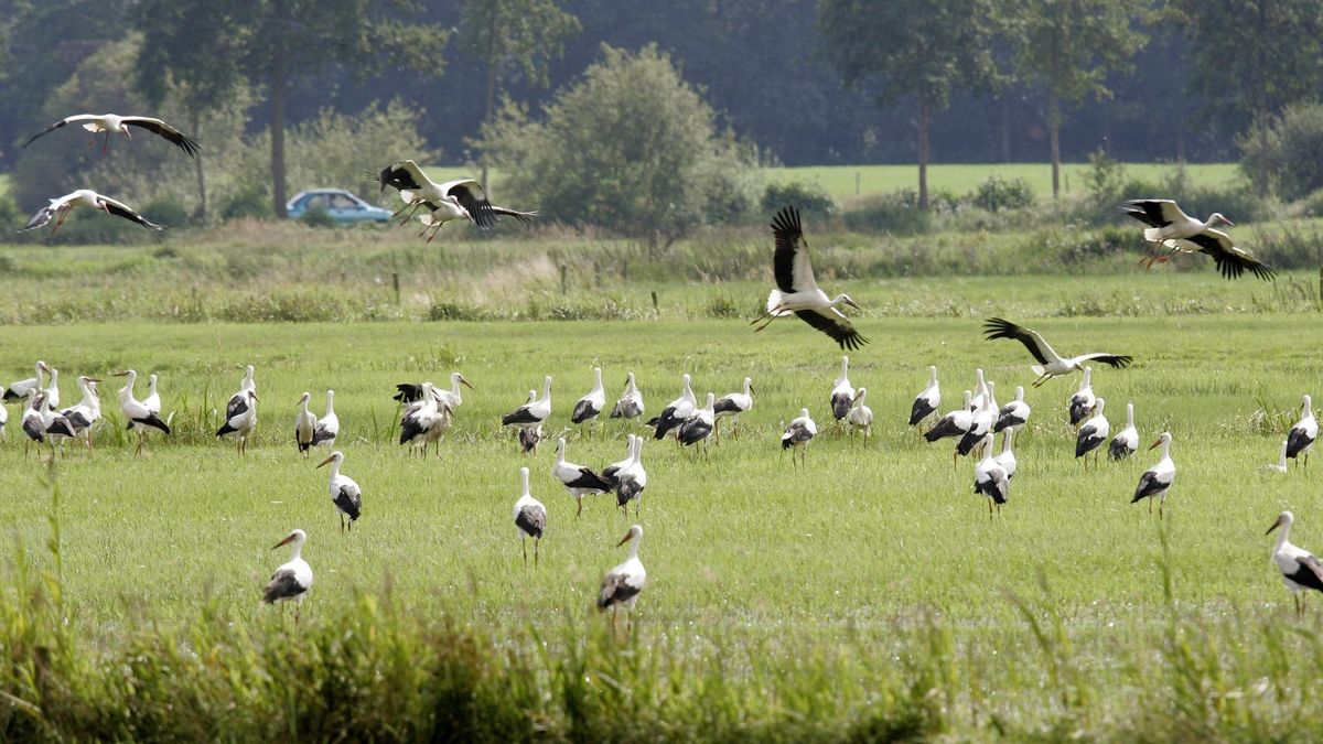 'Reestdal en vloeivelden De Krim-Slagharen moeten geen Natura 2000-gebieden worden'