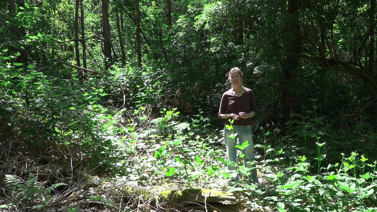 Westerwoldse bomen inspireren kunstenaars