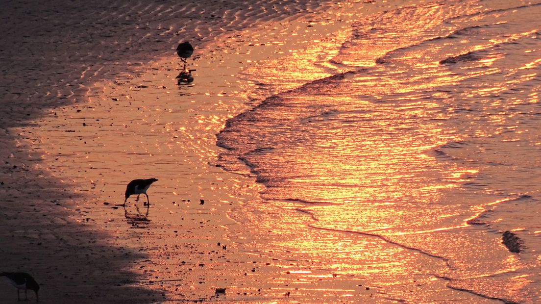 Een prachtige zonsopkomst bij Westkapelle zorgt voor een gouden gloed.