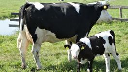 Melkveehouder blijft in onzekerheid over natuurvergunning