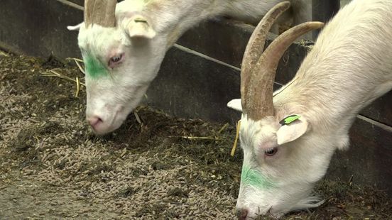 Geitenhouder Martin uit Tiendeveen smacht naar duidelijkheid na nieuw rapport over longontstekingen