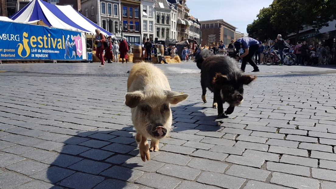 Dieren op het Gebroeders van Limburg Festival in Nijmegen, is dat wel of niet een goed idee? De organisatie van het festival en fractievoorzitter Michelle van Doorn van de Partij voor de Dieren (PvdD) in Nijmegen zijn het niet eens.