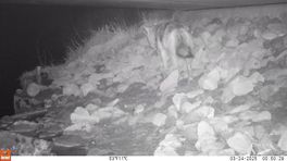 De goudjakhals: een geheimzinnige scharrelaar