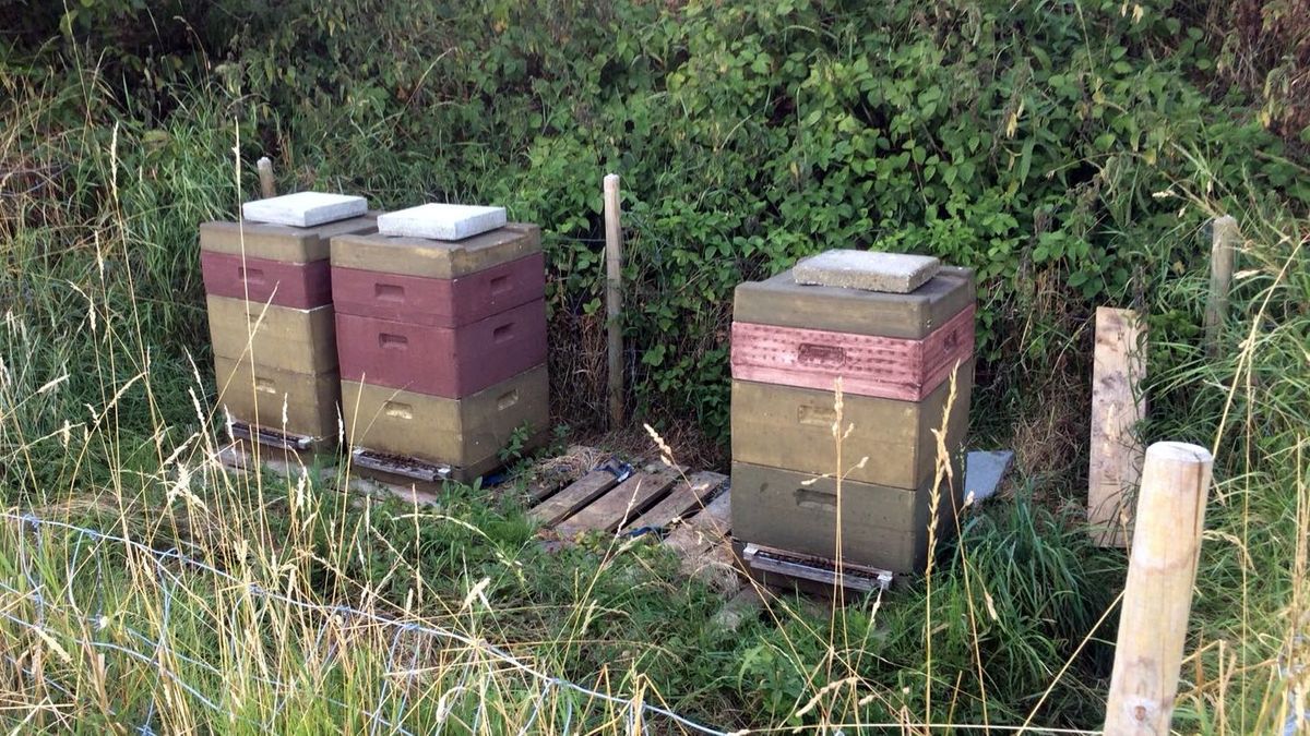 Bijendieven slaan toe in Geervliet