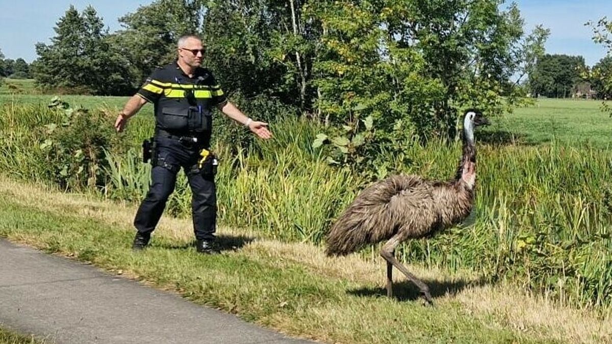 Emoe ontsnapt bij Siegerswoude | Koe loopt boer omver in De Wilgen