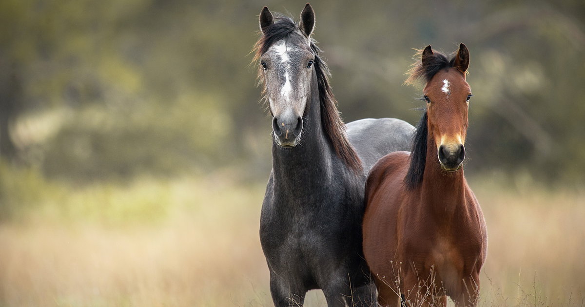 Paardenfokker wil camping met 25 kampeerplekken in Markelo tegenhouden