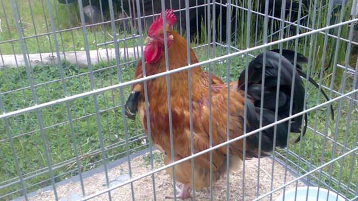 Politie neemt te hard kraaiende haan in beslag in Arnhem