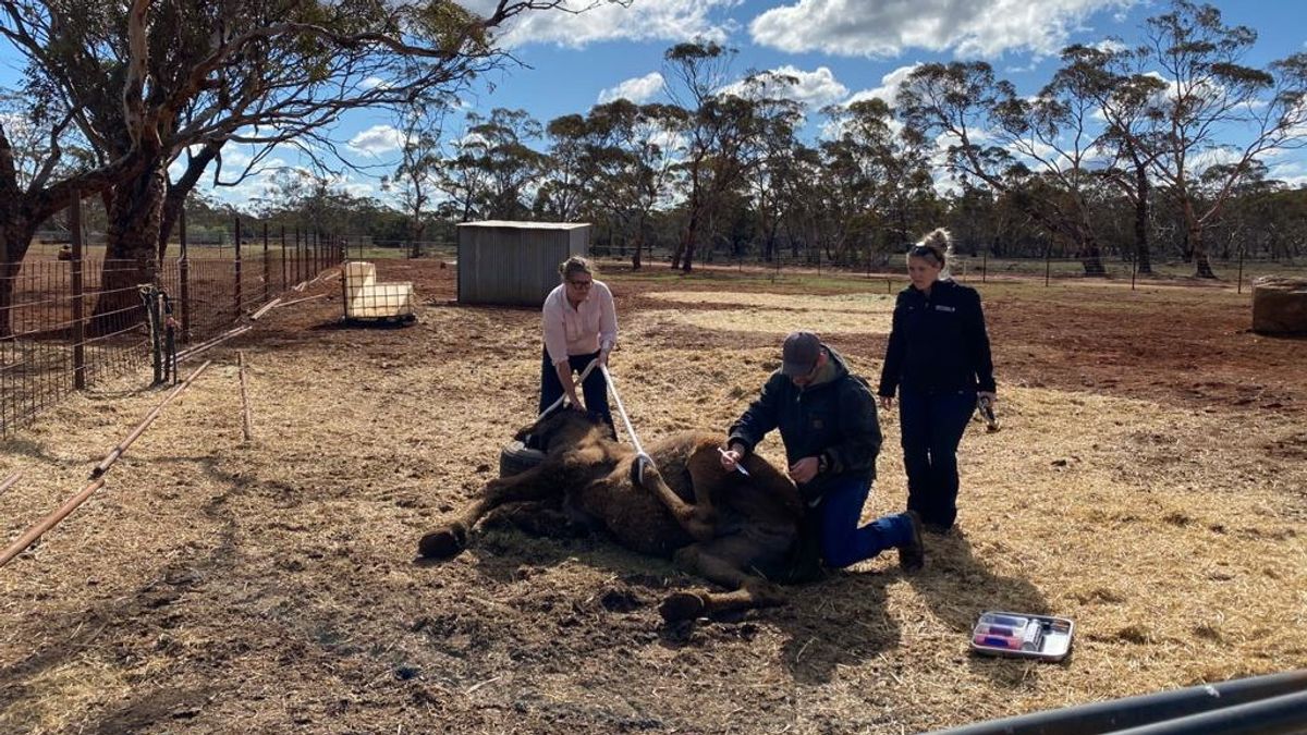 Adrienne uit Kortgene helpt in Australië mee om overlast van 'camels' in te perken