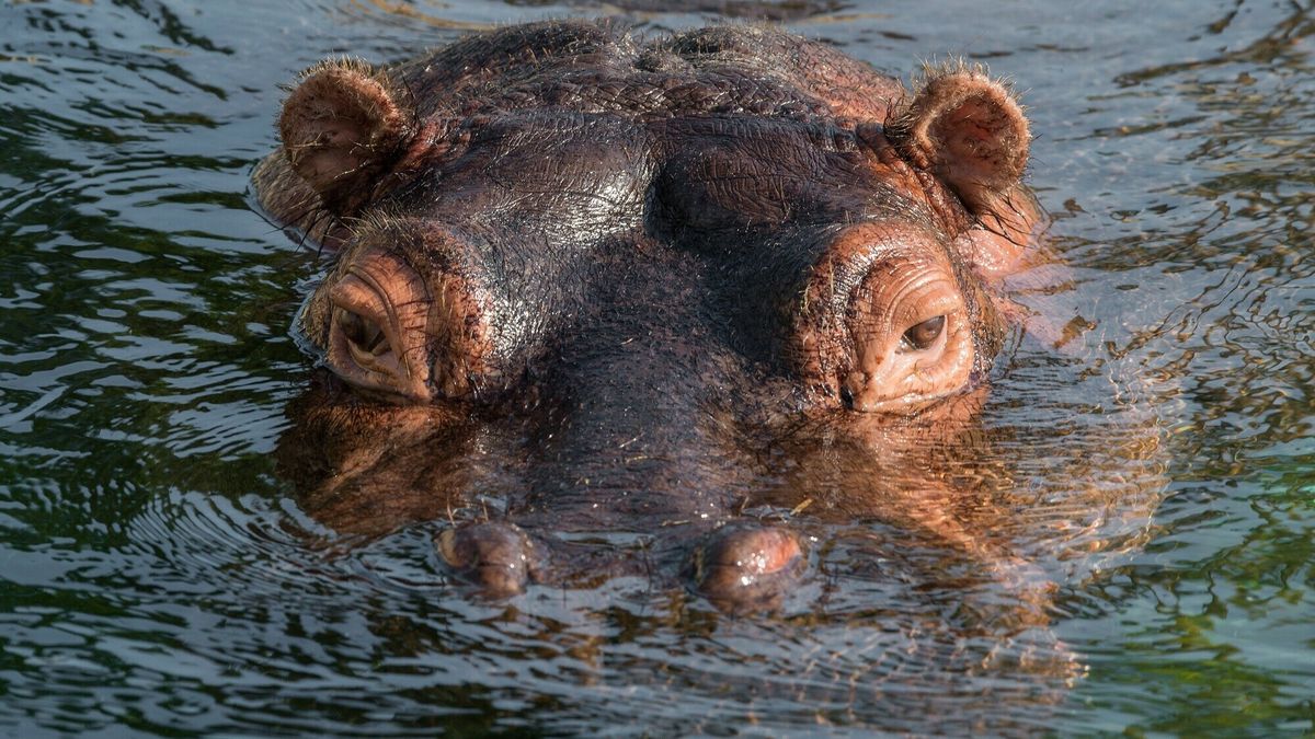 Wildlands verliest nijlpaard Louise (31)