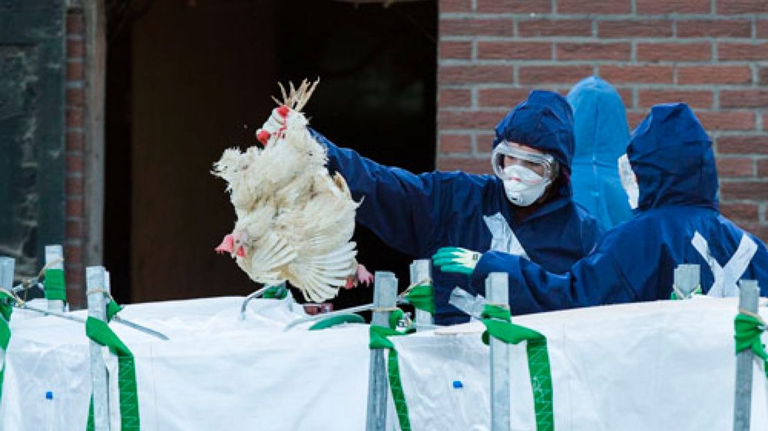 Het ruimen van kippen op een pluimveebedrijf aan de Valkseweg in Barneveld gaat vandaag verder.