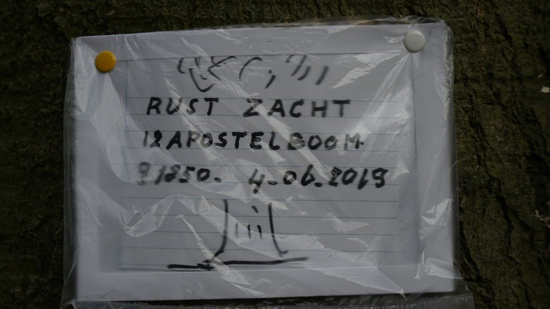 Een laatste brief voor de apostelboom in Wilhelminaoord (Rechten: RTV Drenthe/Andries Ophof)
