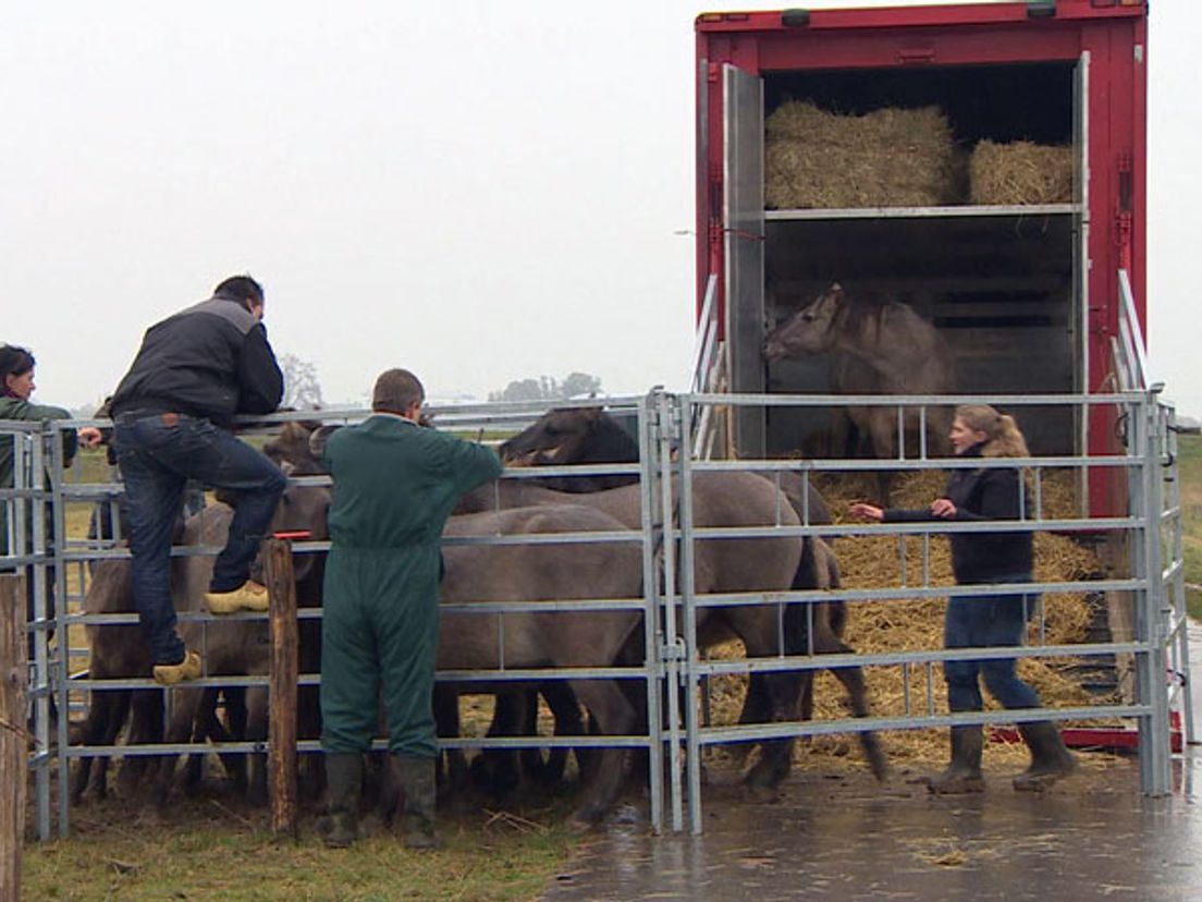 De paarden gaan de vrachtwagen in