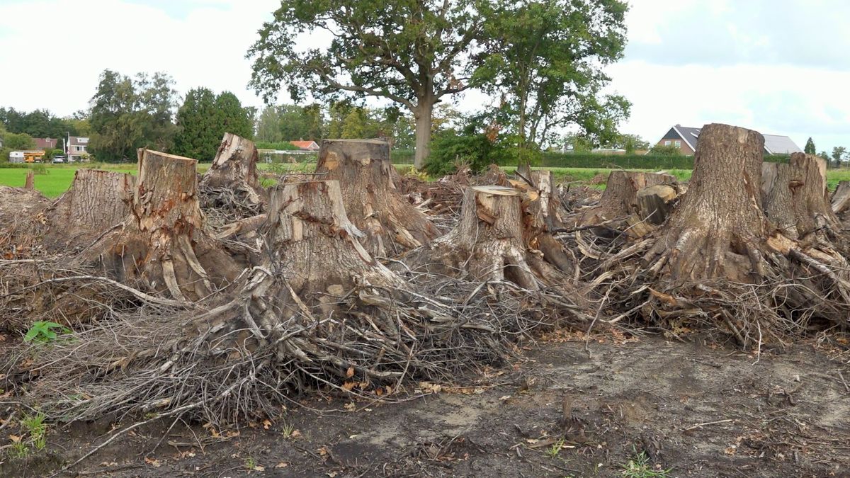 Winterswijk krijgt 610.000 euro van Provincie voor stormschade
