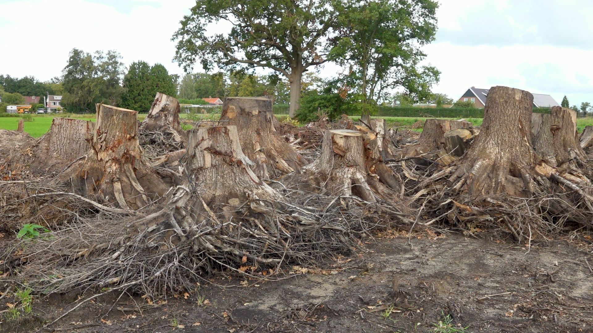 Beschadigde boomstronken in het buurtschap Miste.