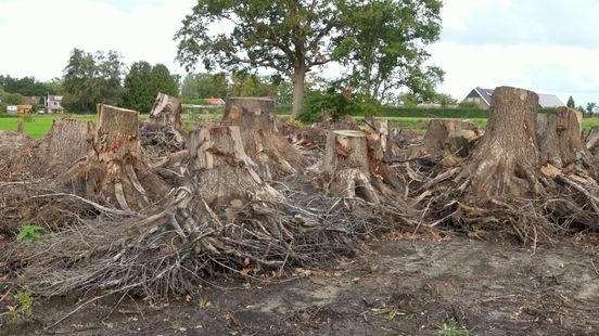 Provincie geeft Winterswijk 610.000 euro voor herstel stormschade