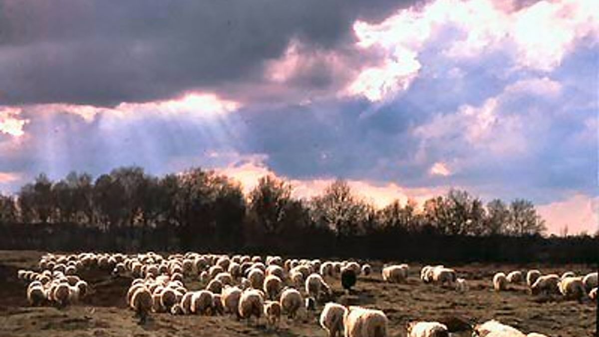 Blauwtong in Drenthe