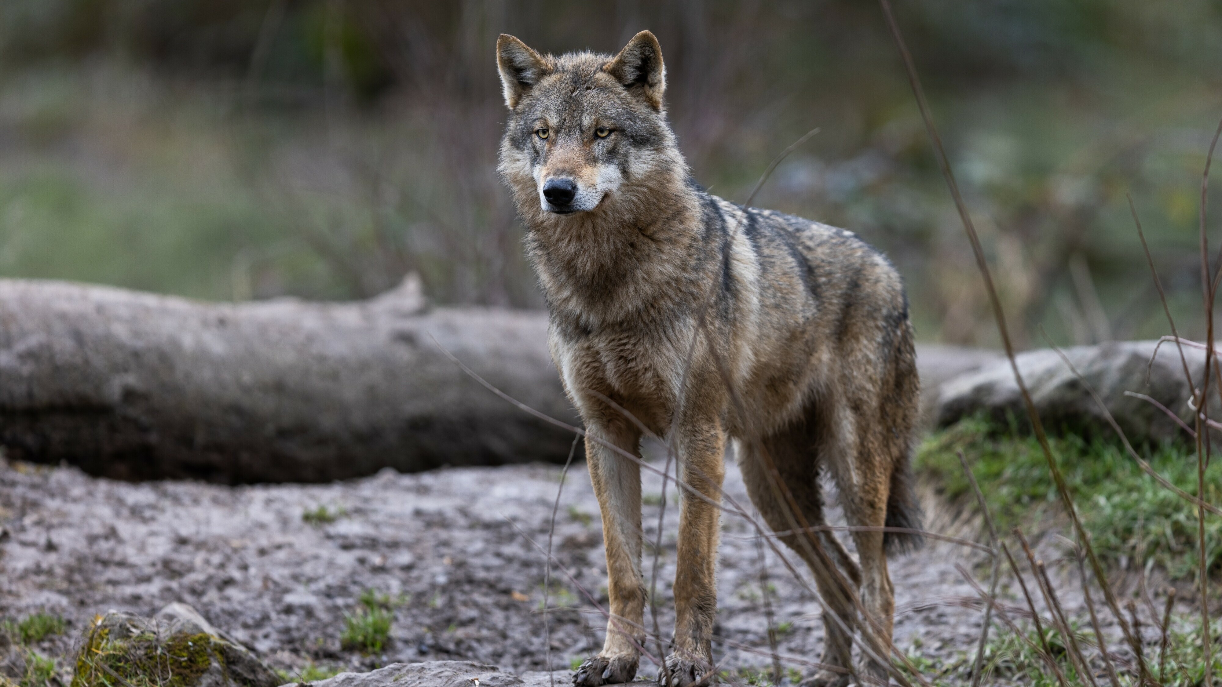 Minister hoecht fan rjochter gjin wapenferlof te ferlienen om wolf ôf te sjitten