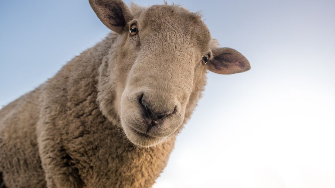 Twee van de schapen raakten los van de kudde.