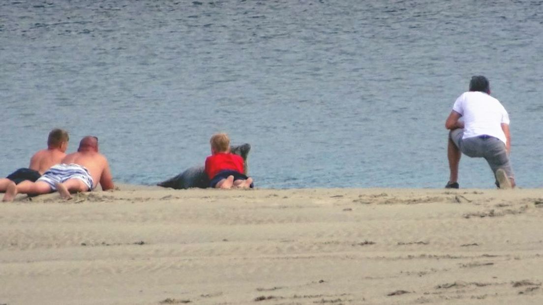 Zeehonden die liggen te rusten op het strand van Neeltje Jans worden verstoord door toeristen