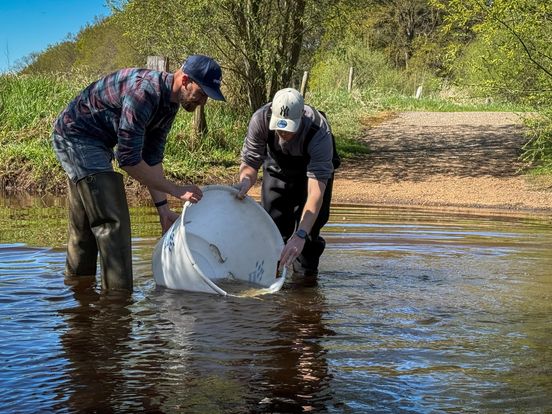 Zeeforellen keren terug in Drentse wateren: 'Het is een icoonsoort'